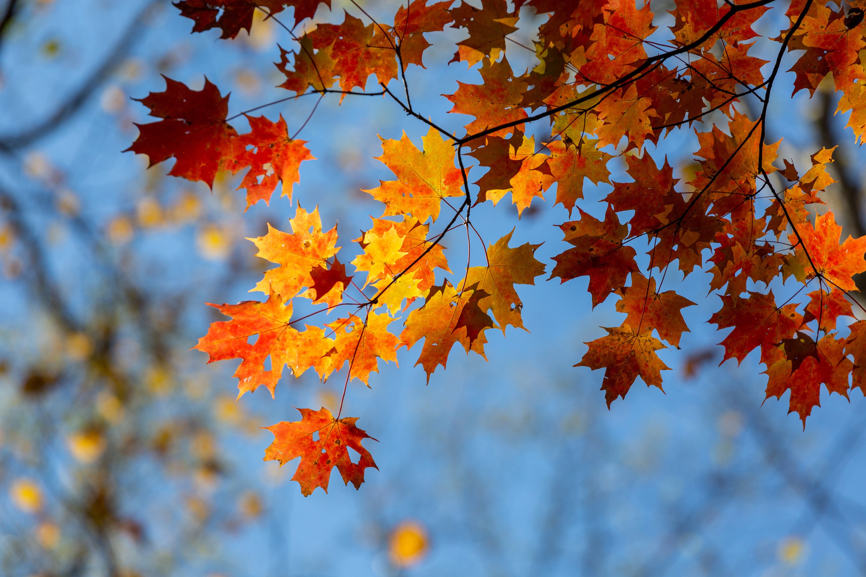 Fall Leaves